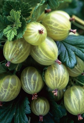 ���������: ��� �������� ���������� ������� ������ �����