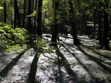 ��������� ��������: ����� � ��������� ����������� ��������