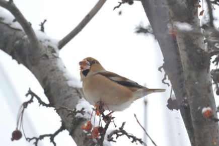 ������ ����!� ������� ������ �� 25 ������