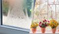 Как цветы могут избавить от конденсата на окнах: секреты флористов