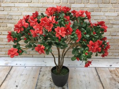 ������ ������� � ����: ���� ��������, ������� ������ ����� � ��� �� ���� ���������