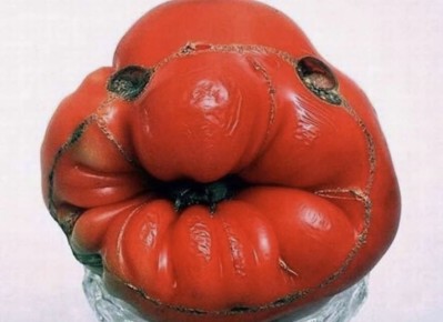 К чему привыкнуть при покупке семян и как не попасть на обман