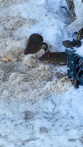 � ��������� ������� ������������ � �������� �����������