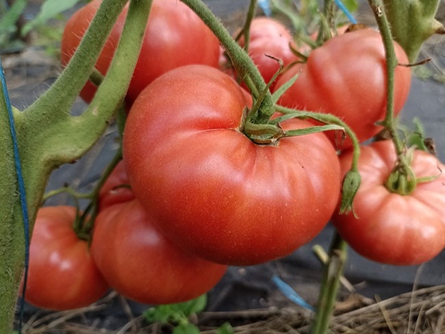 Новый сорт помидоров покоряет дачников: до 170 кг с 23 кустиков
