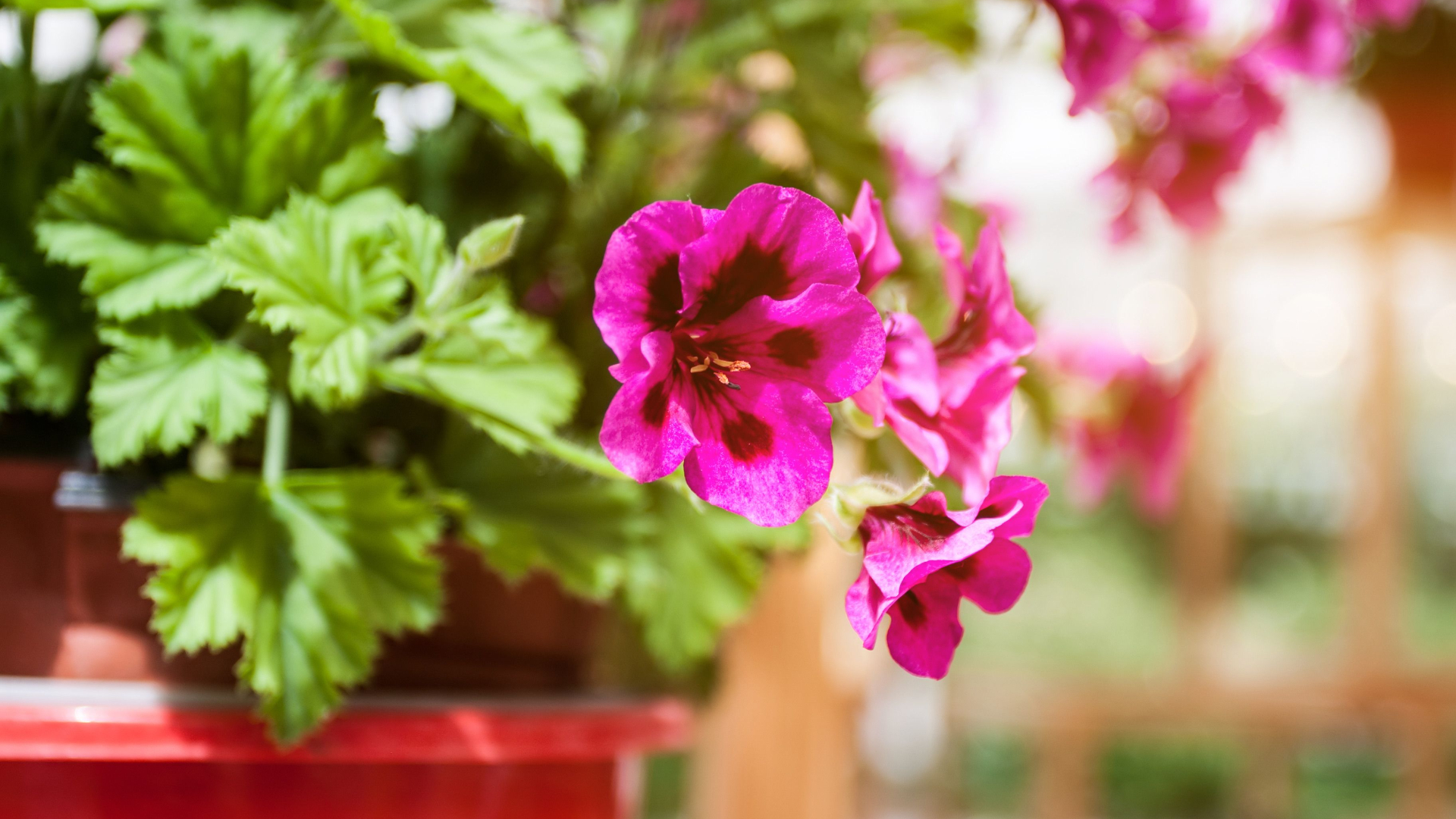 У хитрых цветоводов герань буйно цветет всю зиму: подкармливают особой смесью