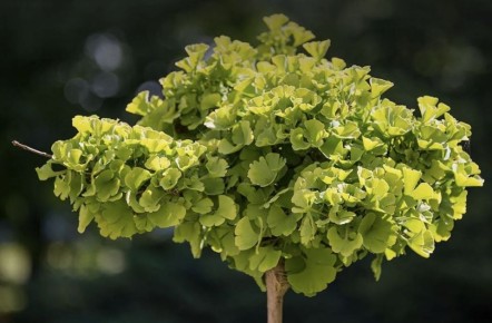 ����������� ������ ������: �� ����� �� ������� ����