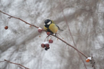 ������ ����!� ������� ������ �� 31 ������