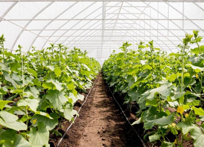 Подготовка теплицы к зиме: как обустроить почву осенью