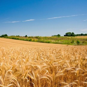 Пять наиболее требовательных сортов пшеницы: искусство агрономии или рискованный эксперимент?