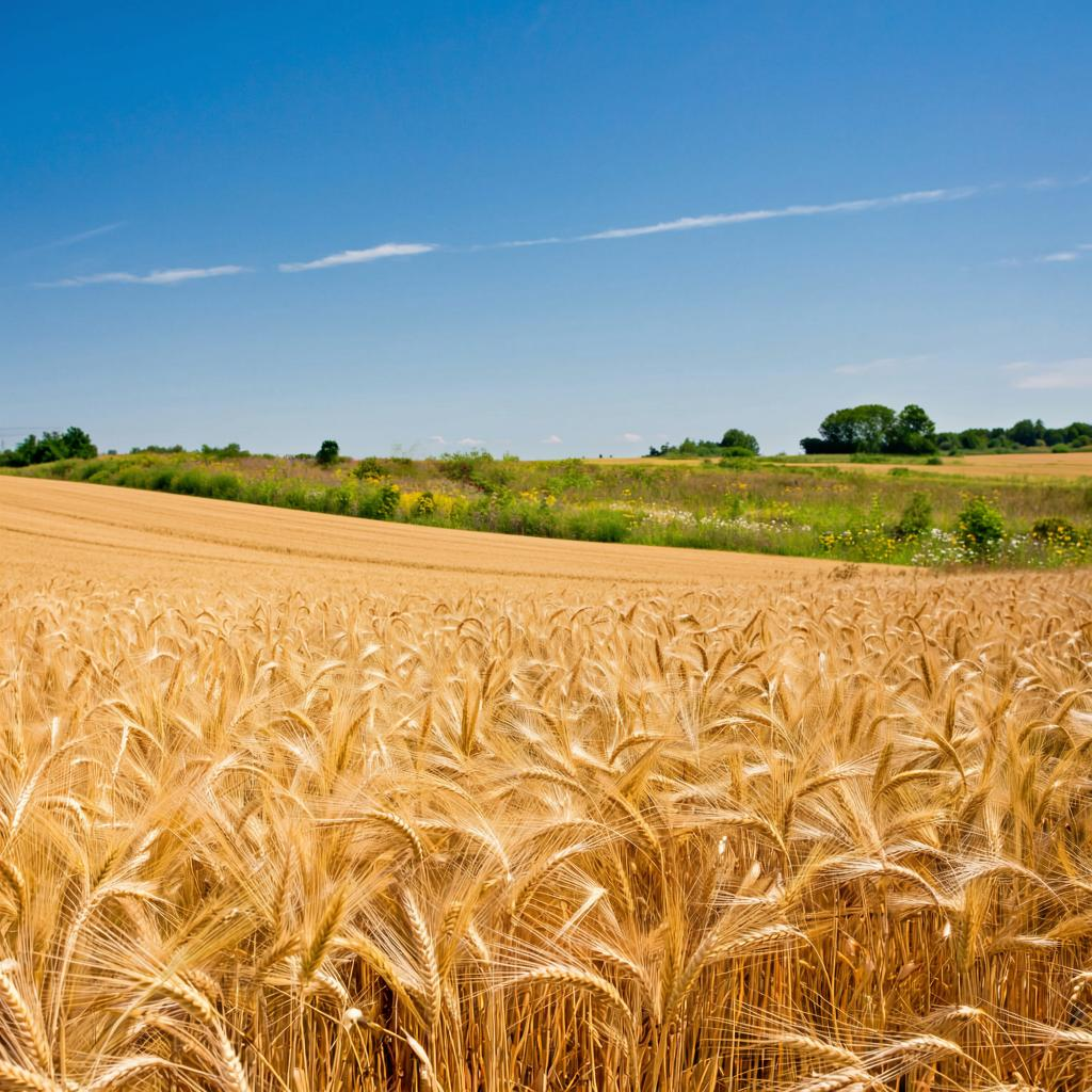 Пять наиболее требовательных сортов пшеницы: искусство агрономии или рискованный эксперимент?