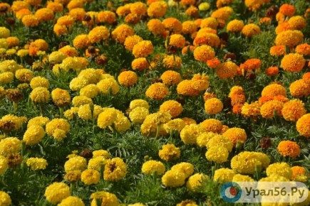 ����� 1 ��� ������ � ���� ���� � ����� �������� �� ������ �� ������������� �������