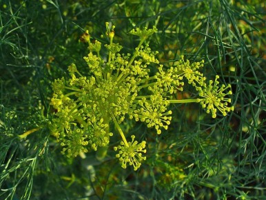 ��� ��������� �����: ������ ��� ���������