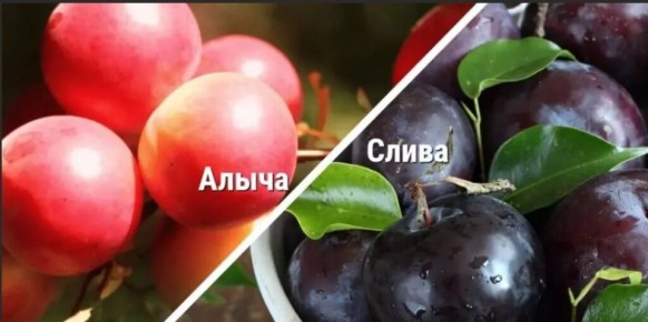 ��� ��������� �������� ����� �� ����� � ��� �� ��� �����������