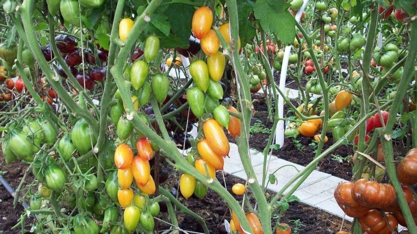 Томат «Стыдливый румянец»: настоящее искусство на вашем огороде