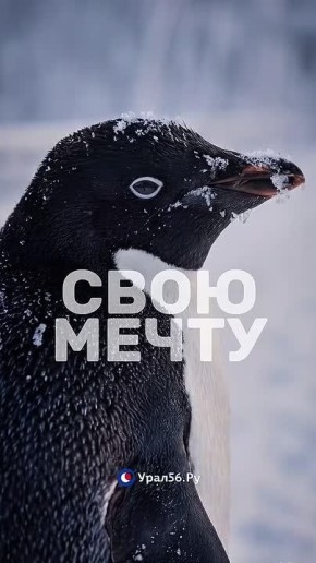 Еще одна теория о том, куда же шел пингвин