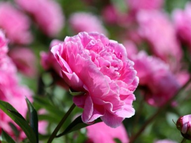 ��� ��������� ��������� �����: ������� ���������� �����