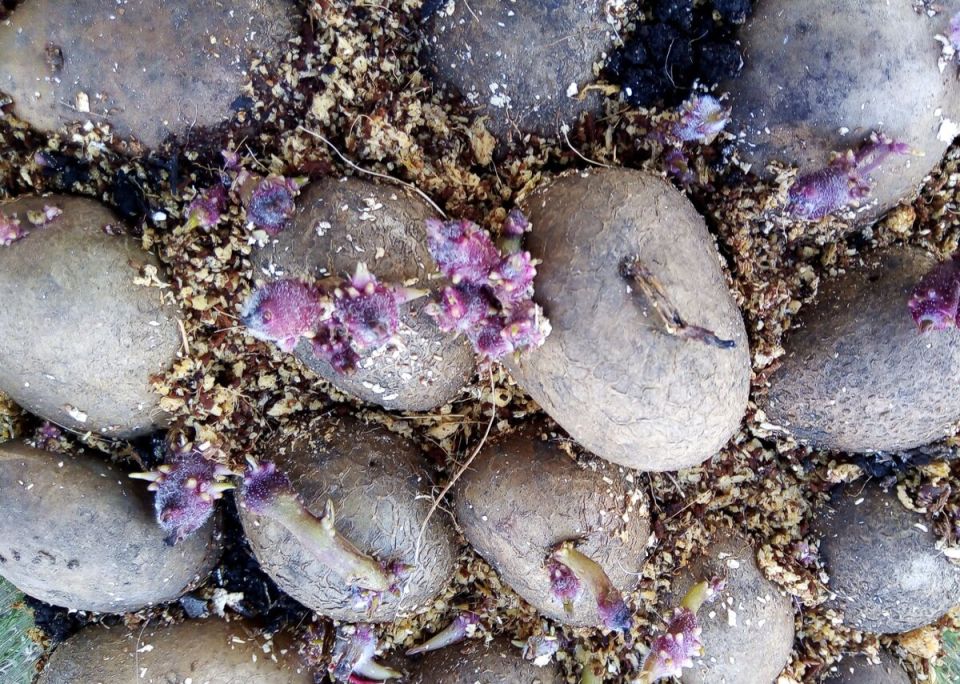 ��� ��������� ��������� �� ��������� �������: ������ � �������