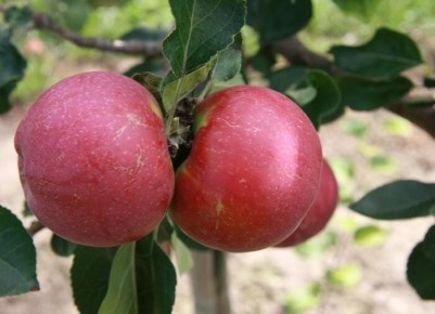 ���-5 ������������ ������ ������ ��� ������ ����