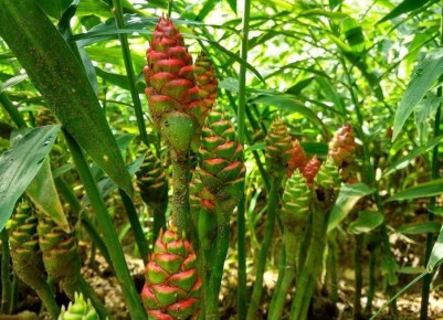 ��� ��������� ����������� ������ �� ����: ������� � ������