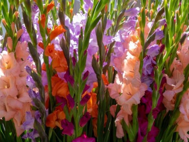 ��� ��������� �� ������������, ����� ��� �������� �� �����