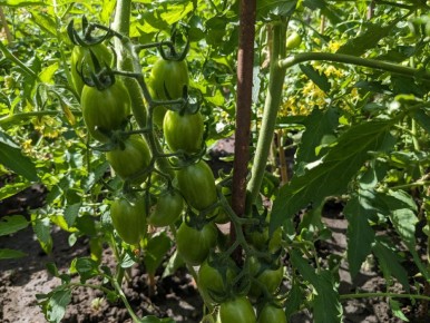 ��� ������� ������� �������� ������ �����������