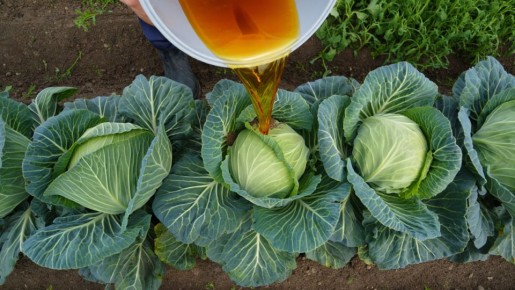 ��� �������� ���������� ������ ������� � ����� �������