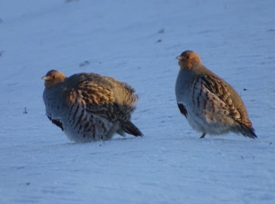 ������ ����!� ������� ������ �� 11 �������