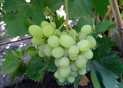 ����� ����������� ������: ������ � '�����' � '�������'