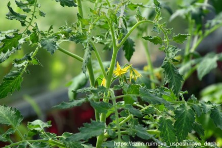 Нежные помидоры на пороге урожая: как подкормить для максимального результата