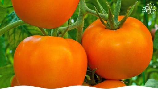 ����� ����� ������ F1: ����� �������� �������� � �����