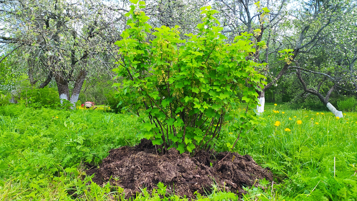 Три секретных метода для густого урожая смородины