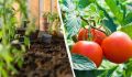 Посев томатов на рассаду: когда и как это сделать правильно