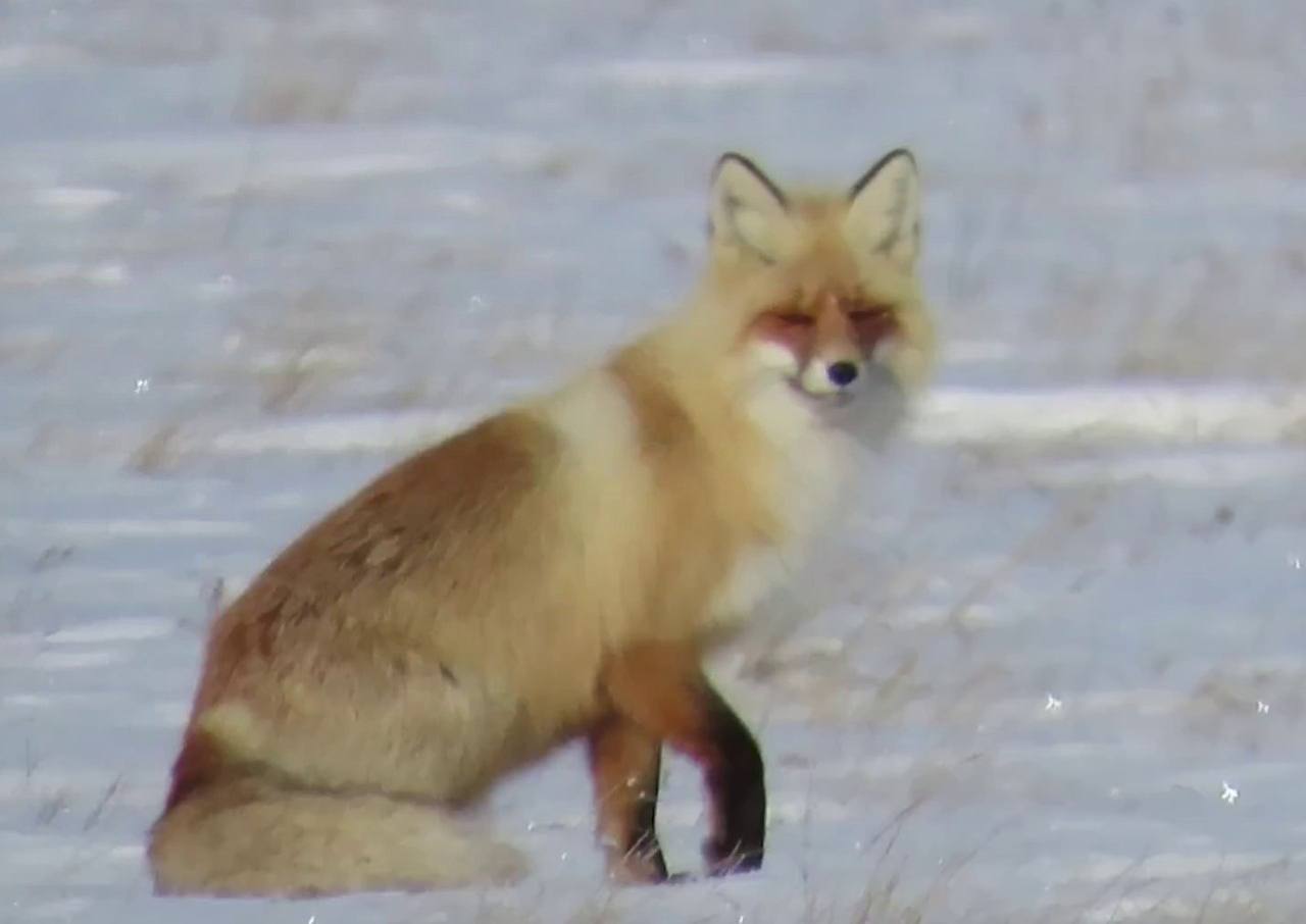 Лисицу заметили в заказнике «Светлинский» в Оренбургской области