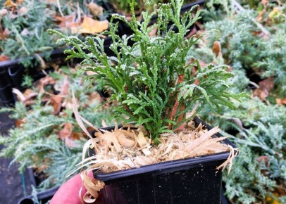 ������� ������� ��������: ��� ��������� �������� � ������� ������� ������