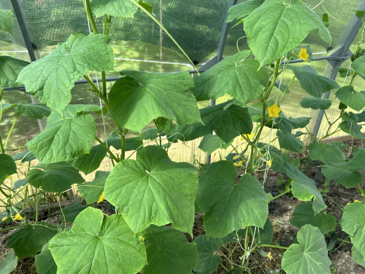 Как избежать ошибок при посадке огурцов: три критические локации