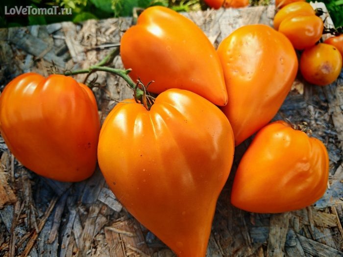 Алматинское сердце оранжевое: томат с изюминкой для вашего стола