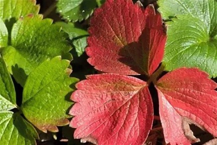 ������ �������� ������ ��������: 4 ������� � ������� �������� ������