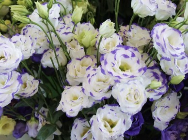 ��������� ����� ������ �������: ��� �������� ���������������� ������