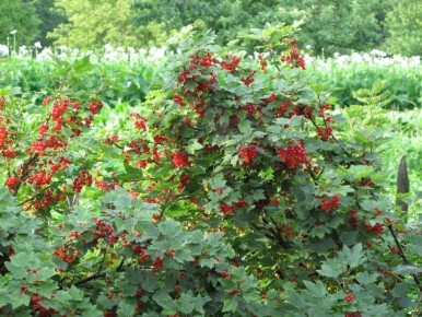 Смородина альпийская: удивительное чудо вашего сада