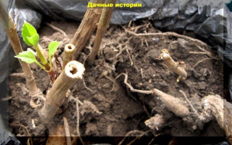 ��� ��������� ����������� �������� � ��������� �� �������: ������ ��� ��������