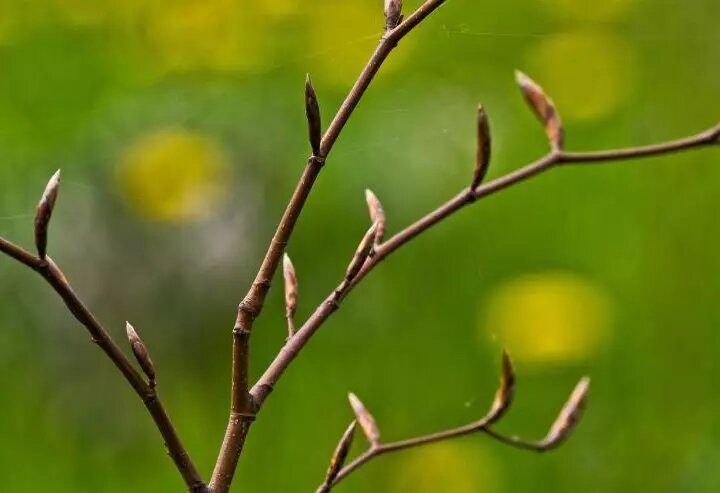 Что посеять в саду: лунный календарь с 26 апреля по 2 мая