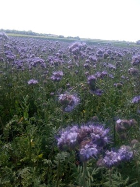 ������ ������� �������� ��������� ���������: ��� ������������ ��������