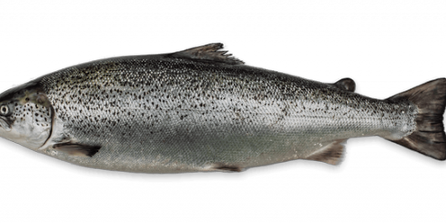 Непревзойденный вкус: Как приготовить маринованного лосося по рецепту шефа Флориана