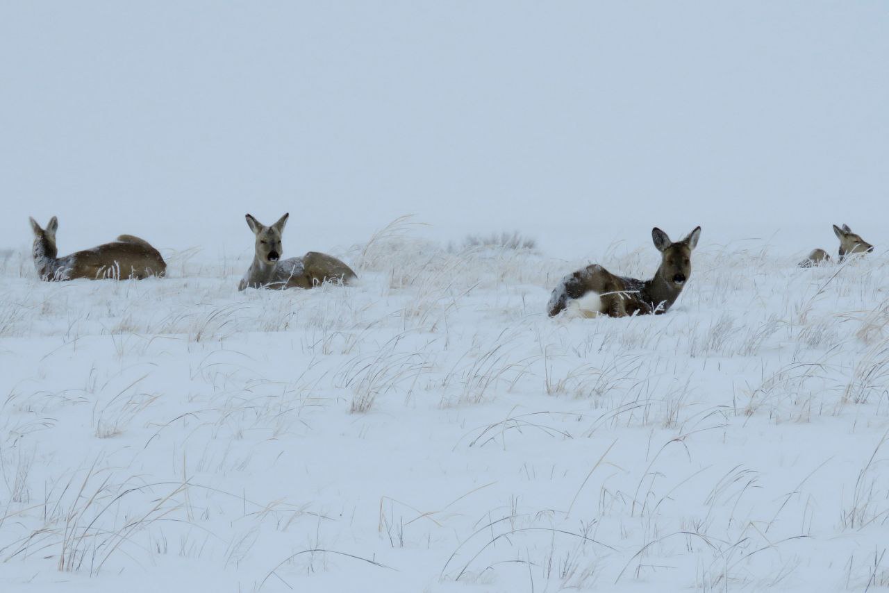 «Усы, лапы и хвост - вот наши документы»