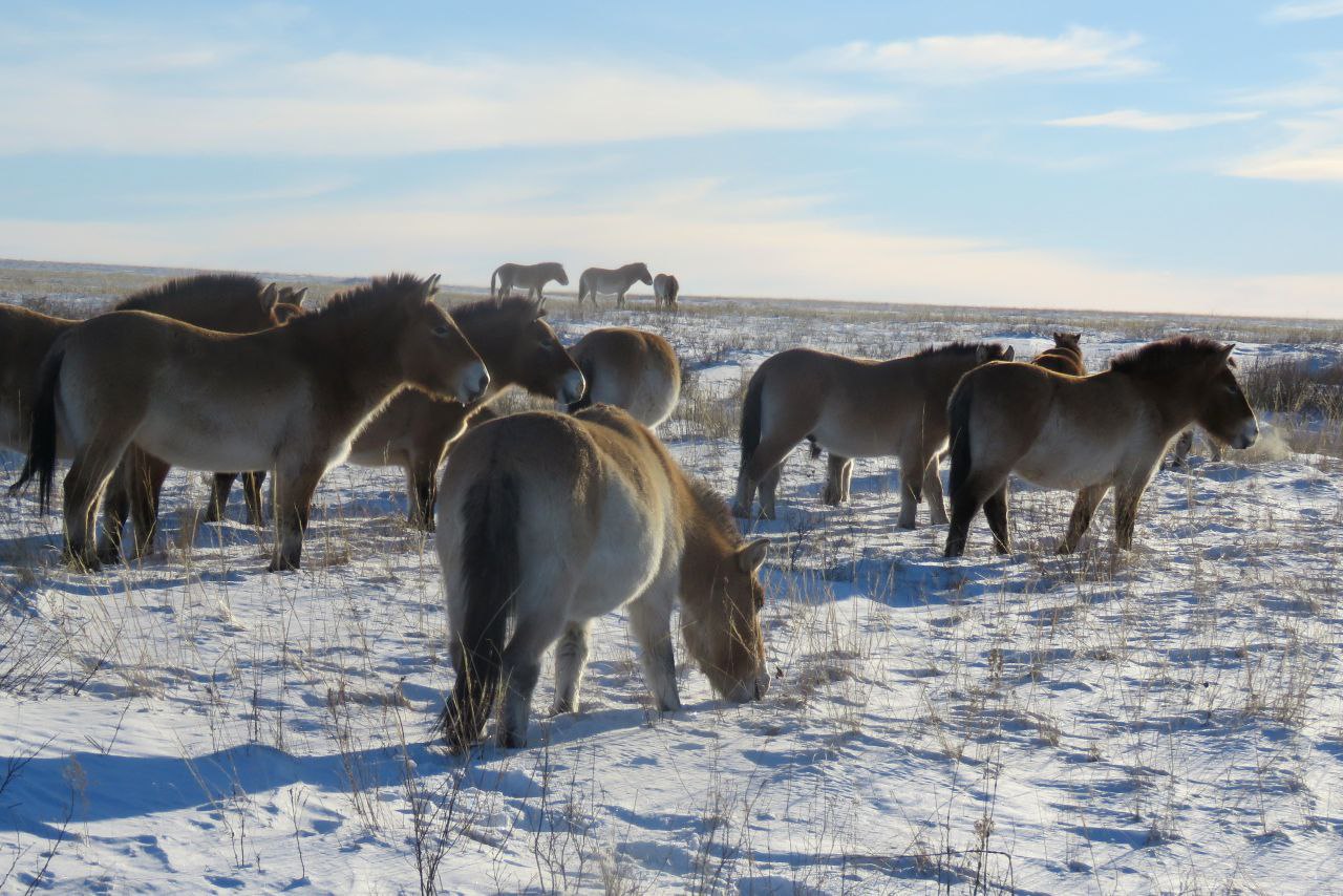 «Усы, лапы и хвост - вот наши документы» «Усы, лапы и хвост - вот наши документы»