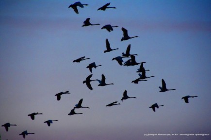 ������� ���� ���������?. ����: ������� ���������, ����������� ���������� ����56.�� � ���