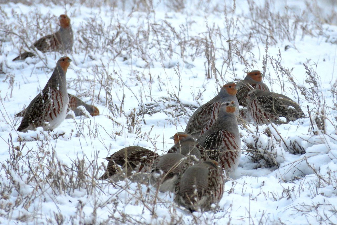 «Усы, лапы и хвост - вот наши документы» «Усы, лапы и хвост - вот наши документы»