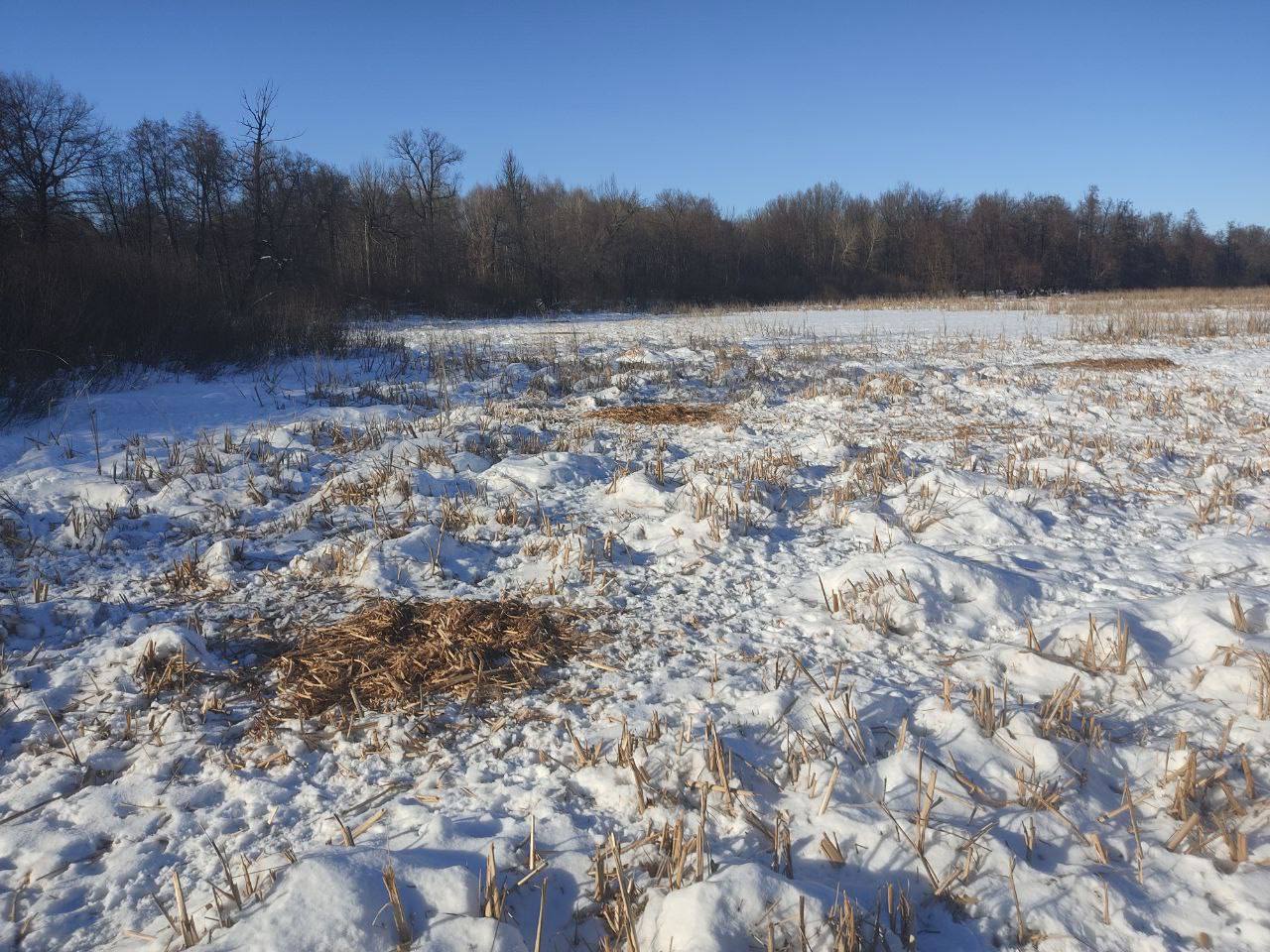 Так выглядит «спальня» диких свиней в Бузулукском бору Так выглядит «спальня» диких свиней в Бузулукском бору
