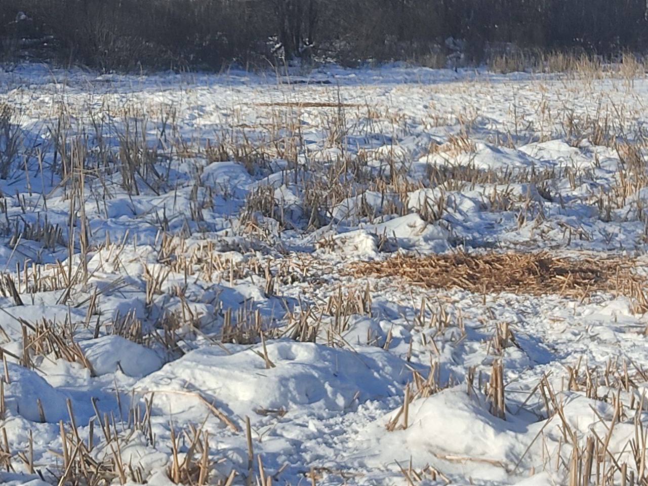 Так выглядит «спальня» диких свиней в Бузулукском бору Так выглядит «спальня» диких свиней в Бузулукском бору