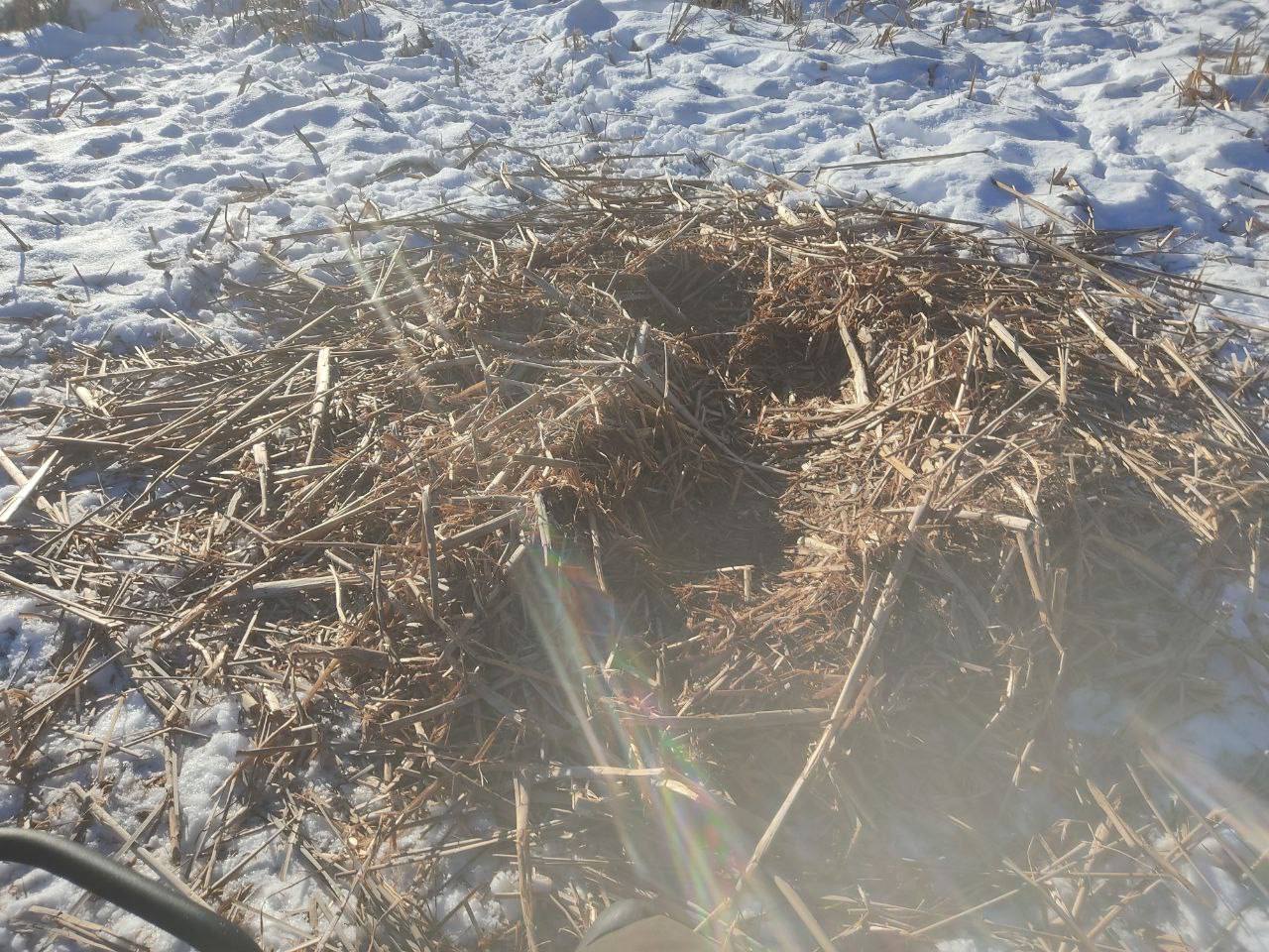 Так выглядит «спальня» диких свиней в Бузулукском бору Так выглядит «спальня» диких свиней в Бузулукском бору